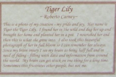 tiger-lily-description