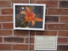 tiger-lily-and-description