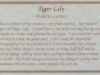 tiger-lily-description