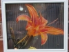 tiger-lily