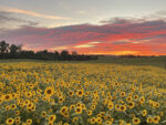 Thurman Sunflowers