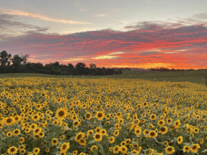 Thurman Sunflowers